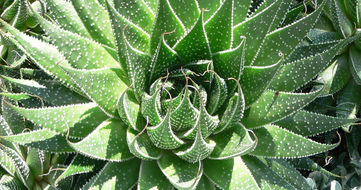 Aloe