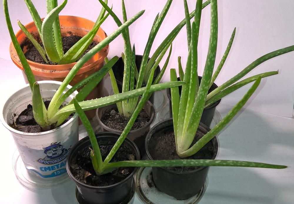Aloe vera