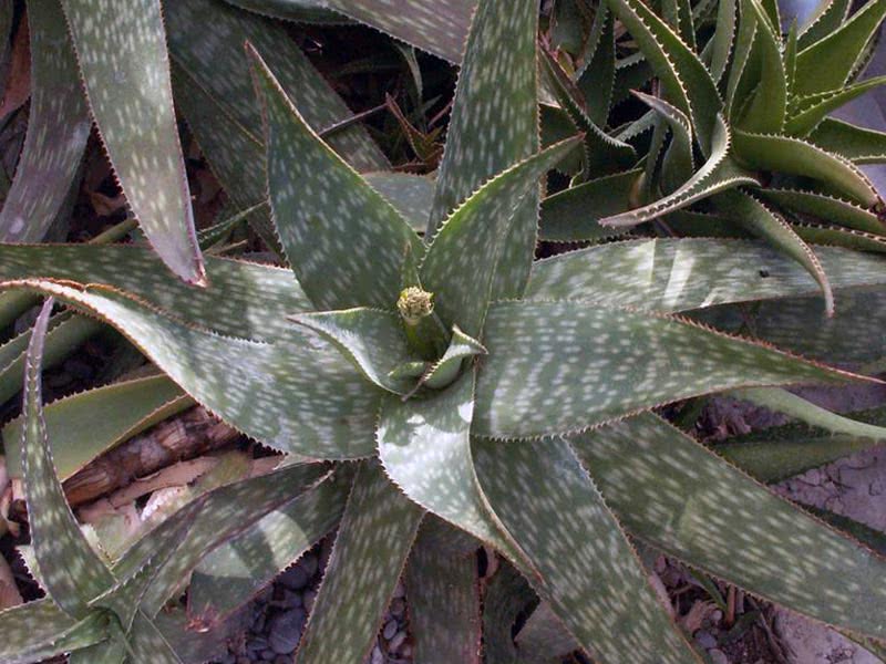Aloe saponaria