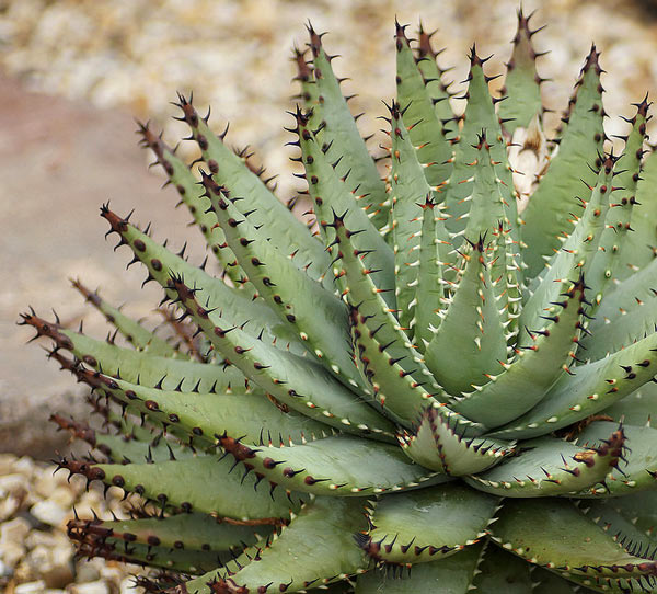 Aloe nigra