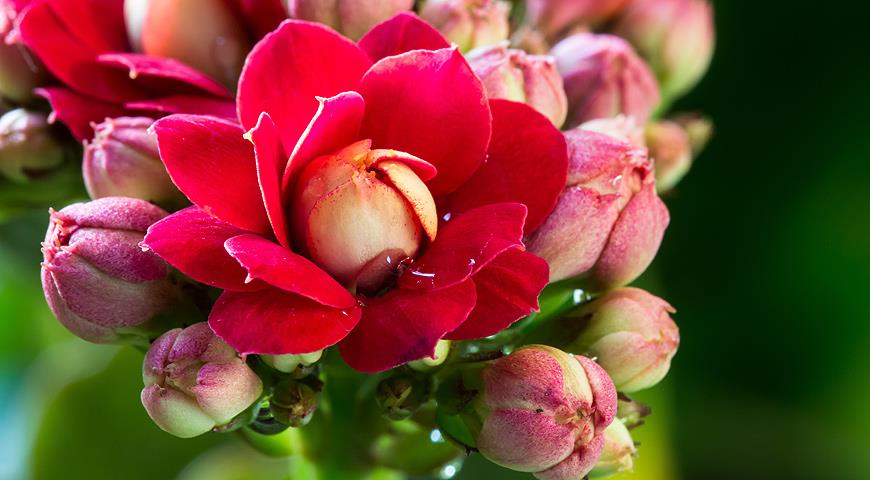 Kalanchoe