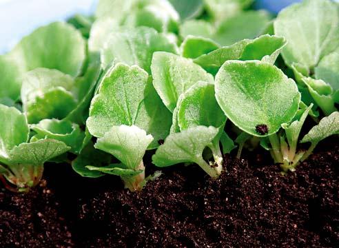 Germination des graines