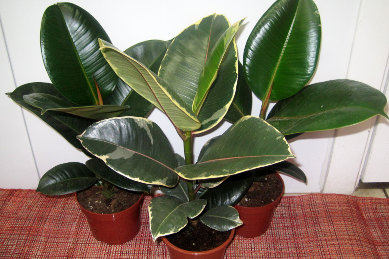 Ficus