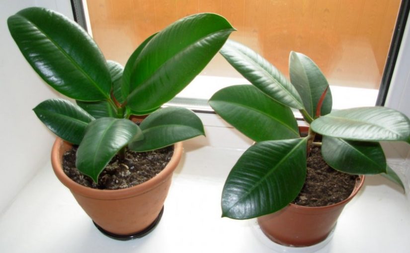 Ficus