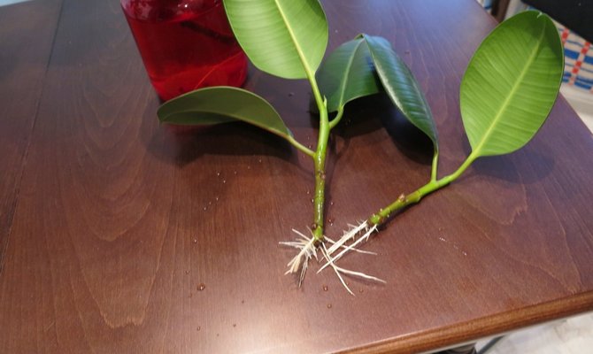 Germination of cuttings