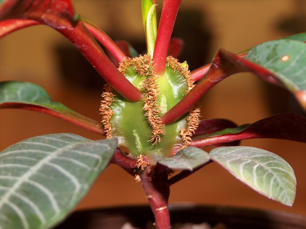 Euphorbia leucoptera