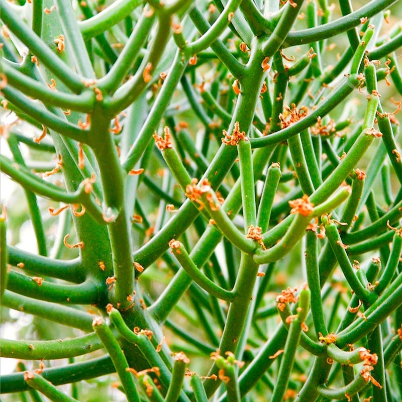 Euphorbia Tirukalli