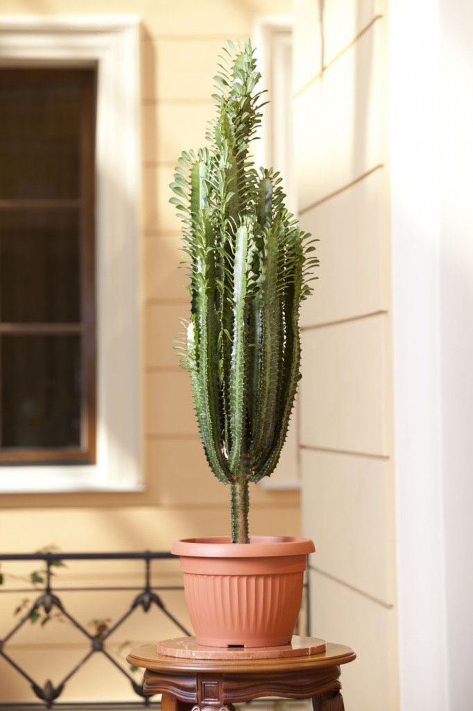 Euphorbia triangularis