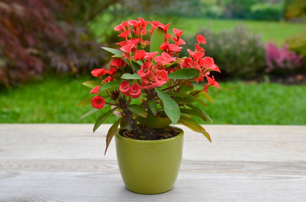Euphorbia milii