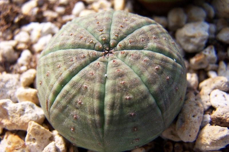 Euphorbia obesum