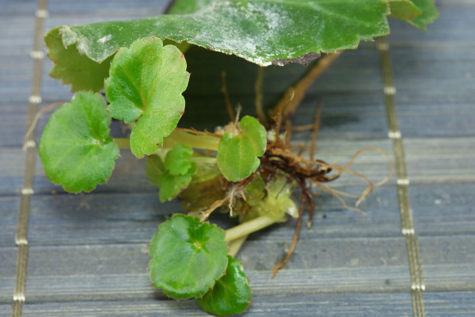 germination des racines