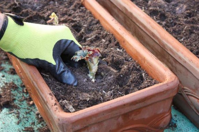 Plantation de boutures