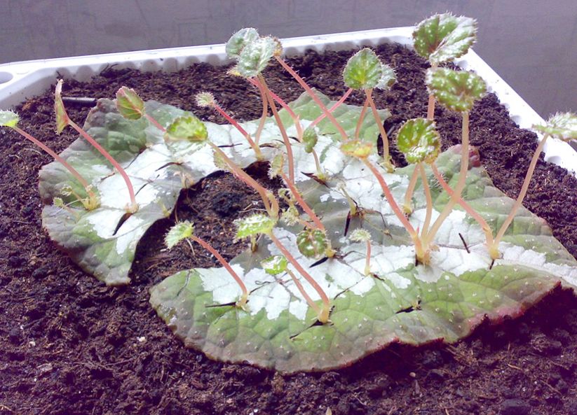 Cultiver des bégonias à partir d'une feuille