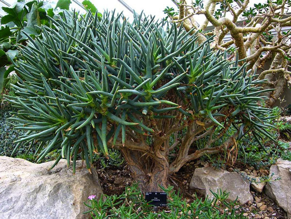 Aloe vera