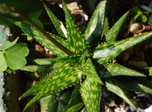 Aloe disconigsii