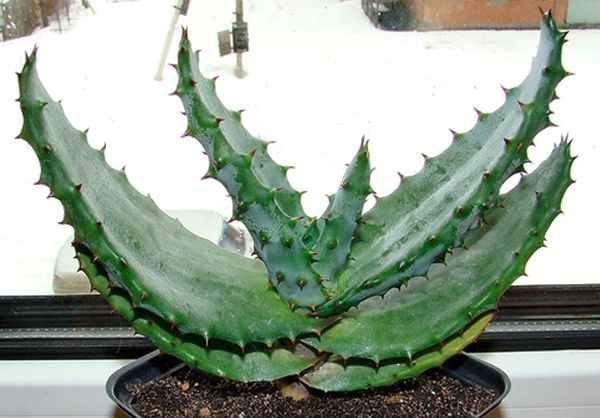 Aloe vera