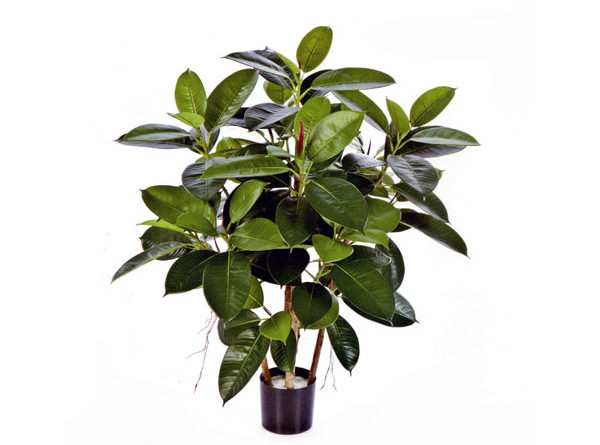 Buisson