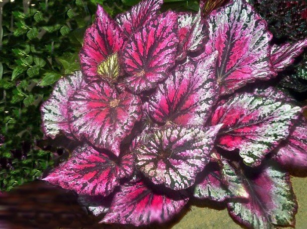 Bégonia royal