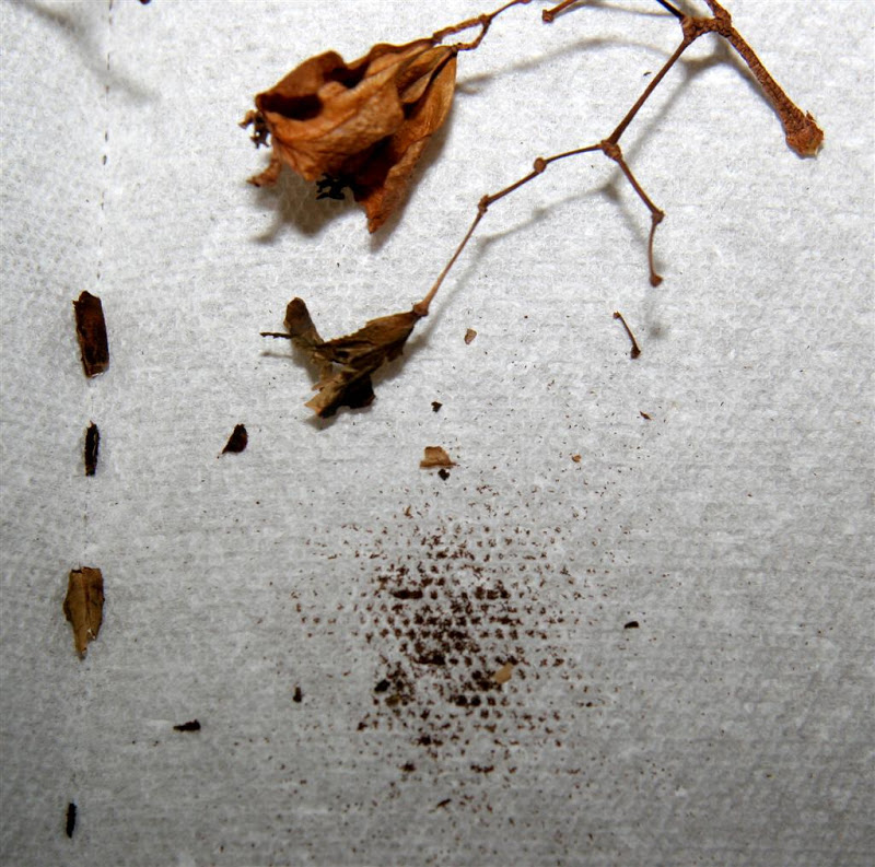 Saatgutsammlung