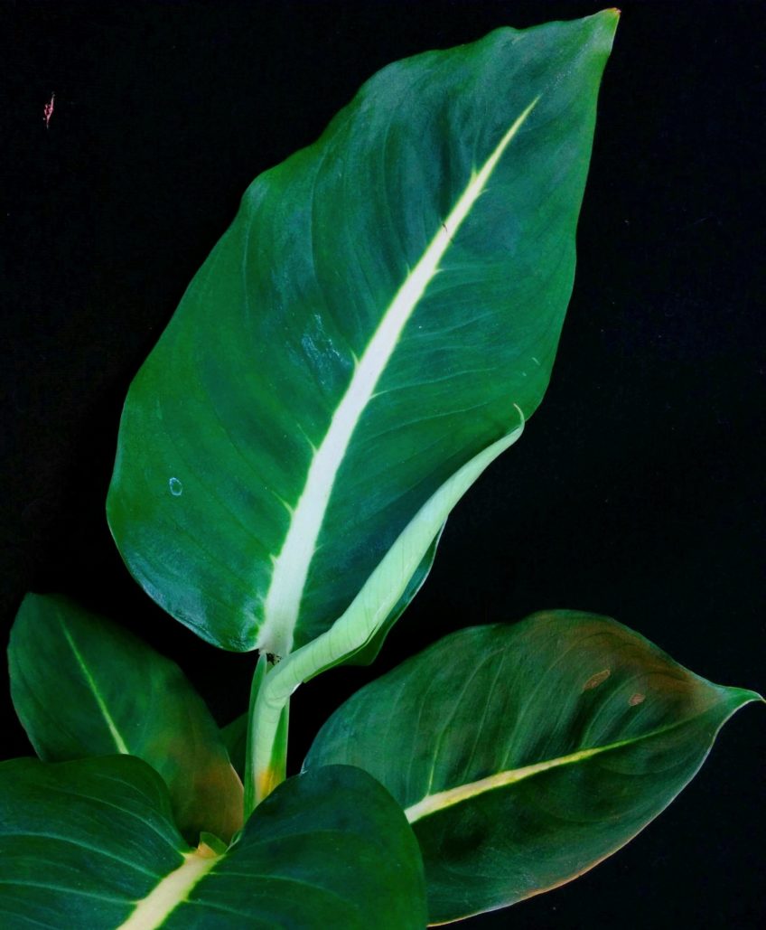 Magie verte