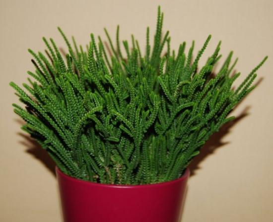 Lycopodioidea
