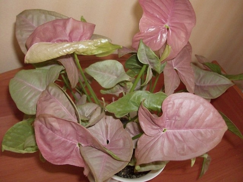 Syngonium roseum