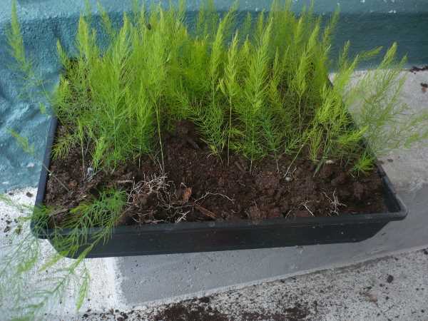 Spargel aus Samen