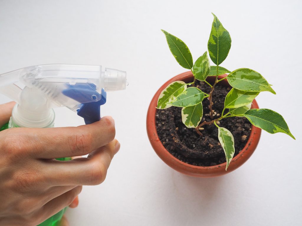 Πότισμα ενός ficus