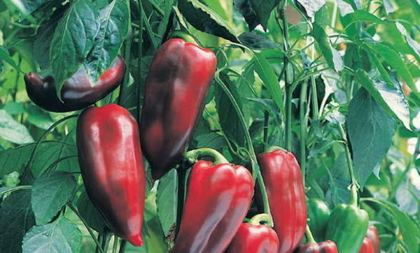 pimienta buratino