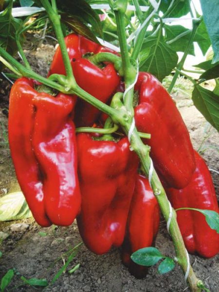 pimienta roja de Bull