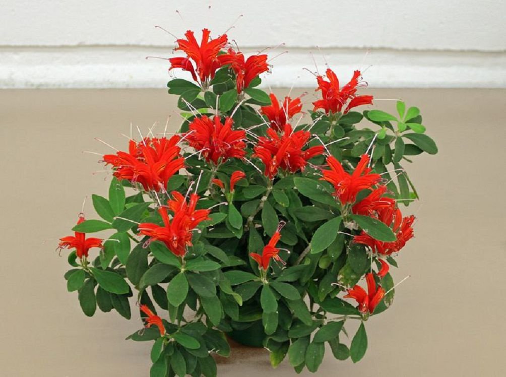 Aeschynanthus pulcherrima