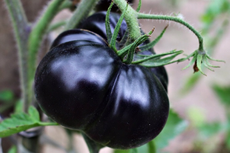 Schwarze Tomaten im Gewächshaus