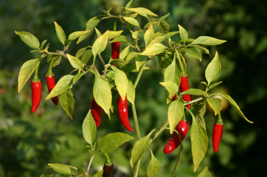 Thailändische Chilischote