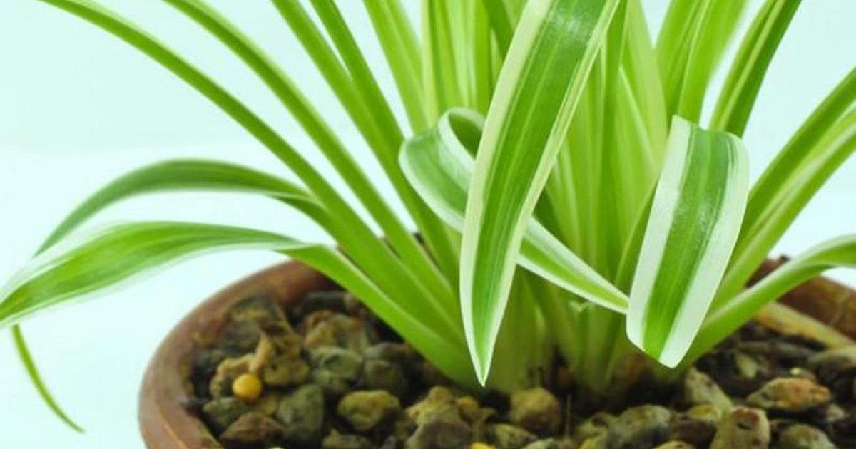 Chlorophytum