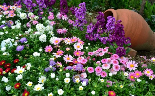 Parterres de fleurs à faire soi-même à la datcha