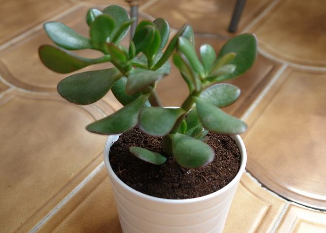 Crassula