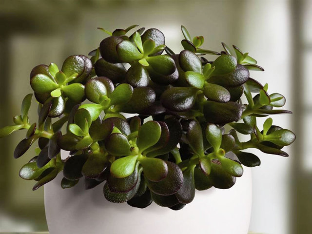 Crassula