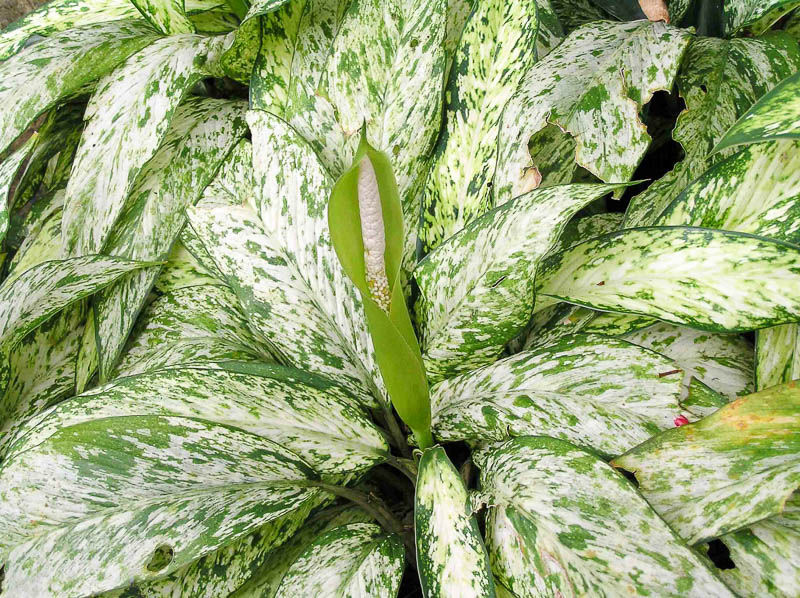 Dieffenbachia