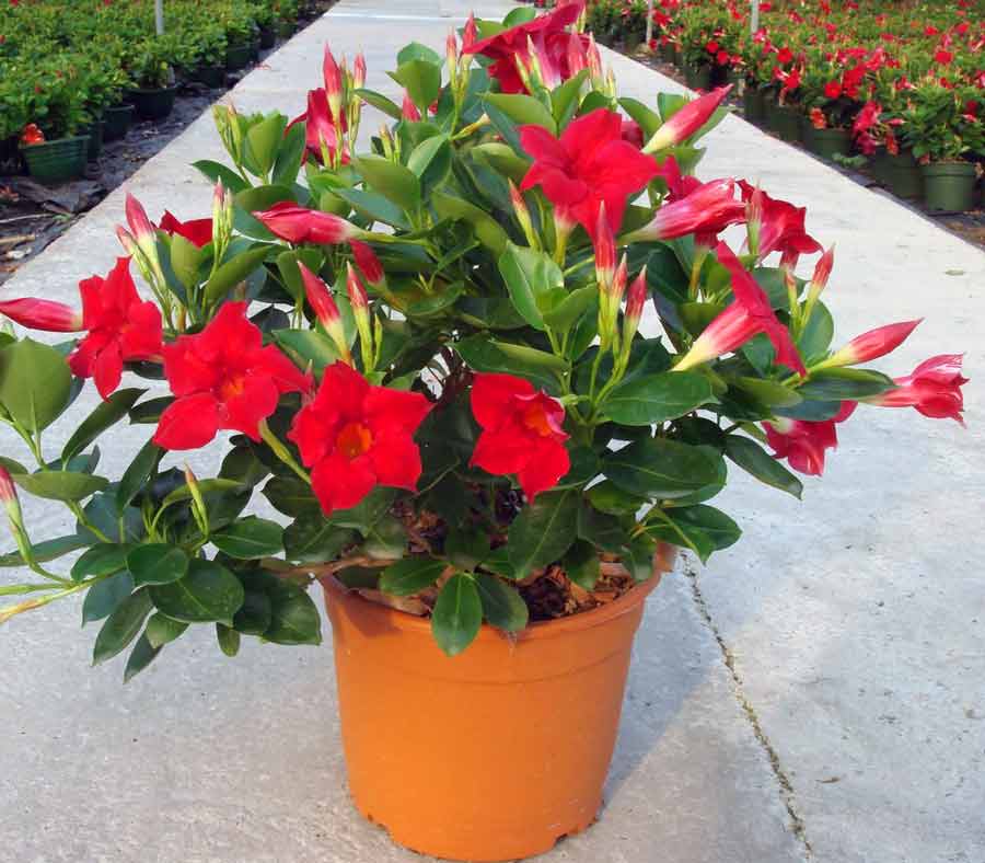 Dipladenia