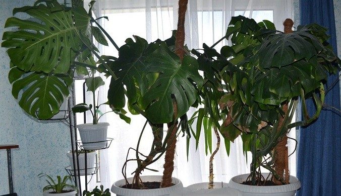 Monstera im Zimmer
