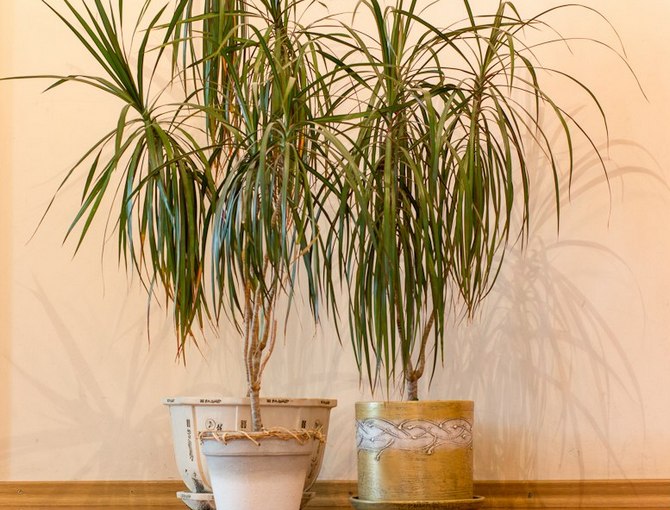 Dracena