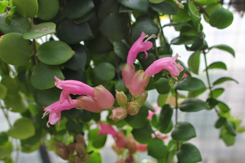 Aeschynanthus elegans