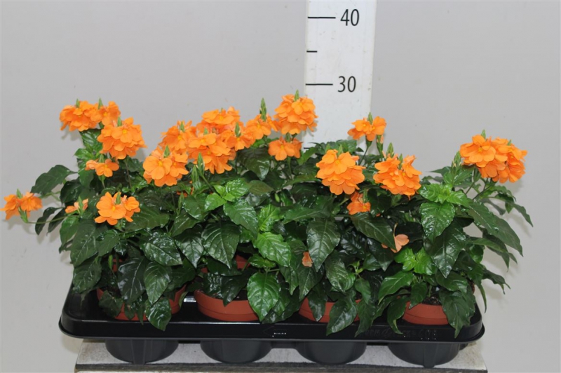 Crossandra Fortuna