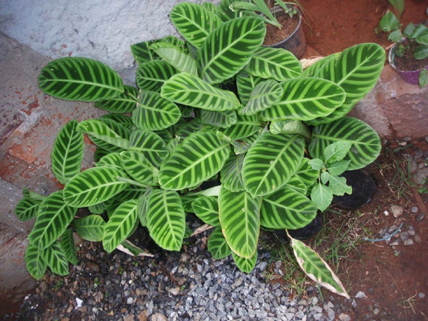 Arrowroot δίχρωμο