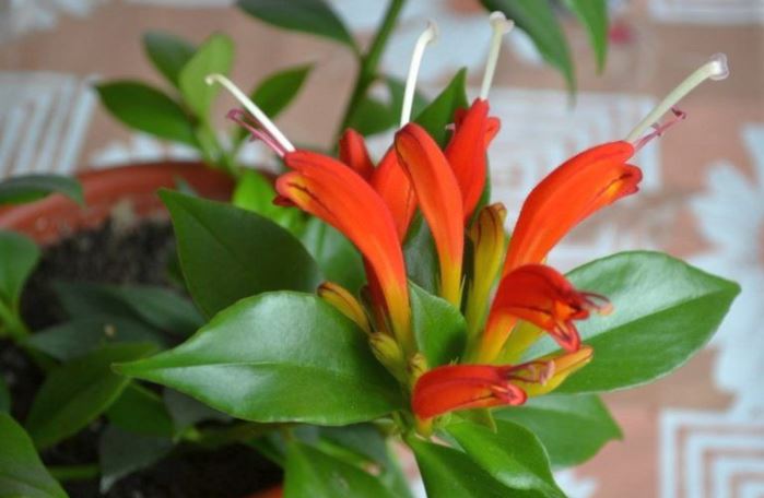 Aischynanthus