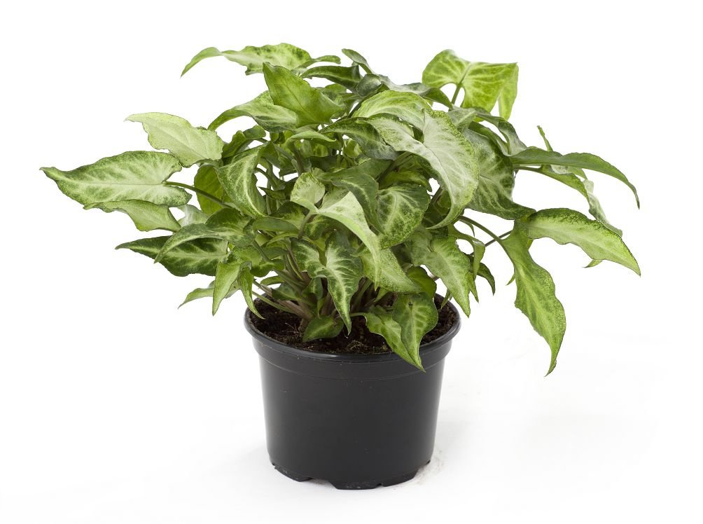 Syngonium stipefolia