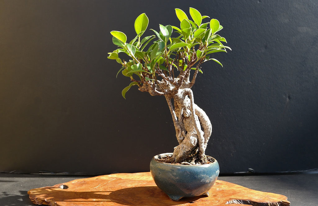 Ficus microcarpa