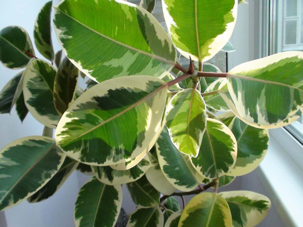 Ficus