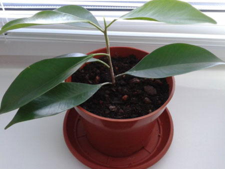 Caring for a ficus tree