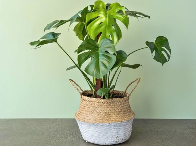 Hinweise auf Monstera